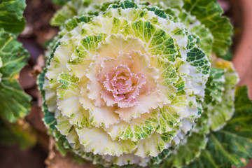 Closeup of ornamental decorative cabbage