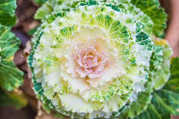 Closeup of ornamental decorative cabbage