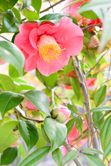 Camellia