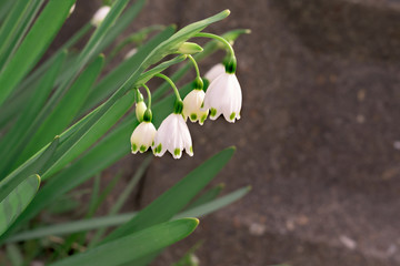 Leucojum