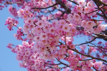 瀬戸内に春・桜　咲く　　sakura  