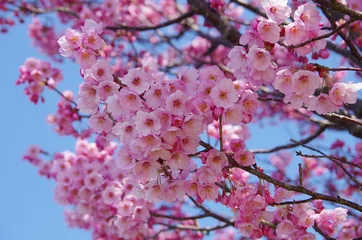 Fotobehang Kersenbloesem 瀬戸内に春・桜　咲く　　sakura  