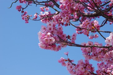 瀬戸内に春・桜　咲く　　sakura
