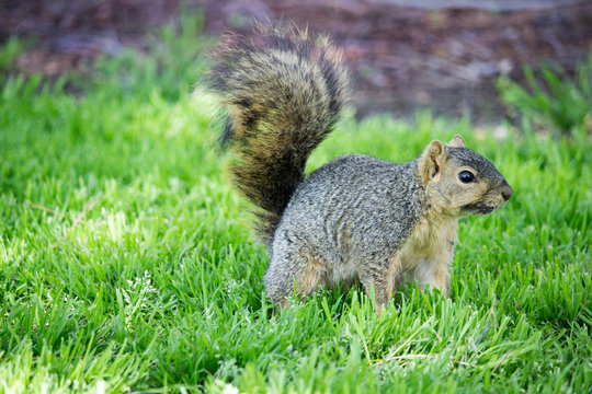 Western Grey Squirrel 