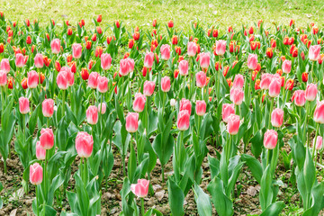 Fresh tulips blooming in the spring garden