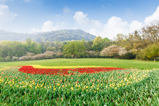 Fresh tulips blooming in the spring garden