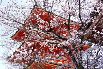 Tableaux ronds sur aluminium brossé Fleur de cerisier 京都　清水寺にて桜満開　sakura 