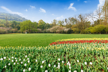 Fresh tulips blooming in the spring garden