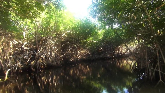 Romantic ride through mangroves in the Everglades