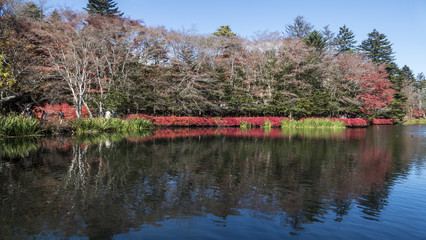 Fototapeta premium The fall season of Karuizawa, Nagano with nice color, Japan