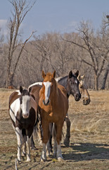Fototapeta premium Horses Sticking Together