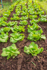 Row of Fresh salad leave Butter head lettuce in the Organic farm with selective focus