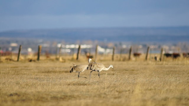 Sandhill Cranes Walk Along Looking for Food