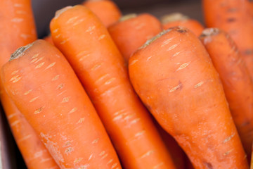 Carrot background