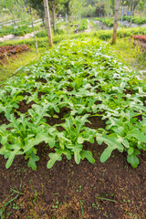 Fototapeta na wymiar Row of Fresh salad leave Chicory in the Organic farm with soft focus