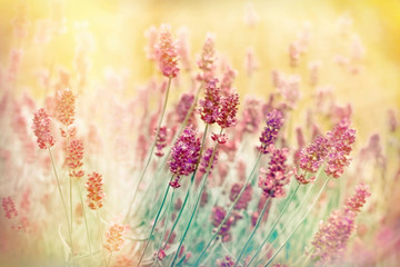 Obraz premium Lavender flower made with color filters - Soft focus on beautiful lavender flowers