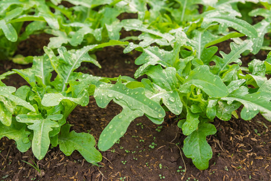 Close up view of Fresh salad leave Chicory in the Organic farm with soft focus