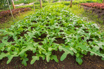 Row of Fresh salad leave Chicory in the Organic farm with soft focus