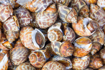 Spotted babylon or Babylonia areolata