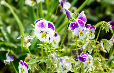 Pansy flowers on flower bed 