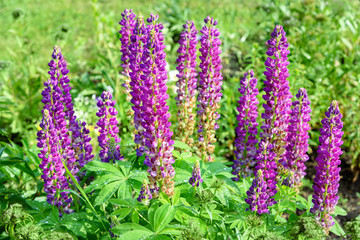 Blooming lupine flowers