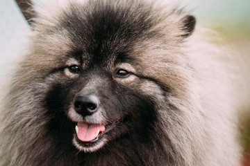 Close Up Of Funny Happy Young Keeshond, Keeshonden Dog