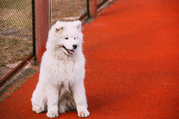 Young White Samoyed Dog Sitting Outdoor