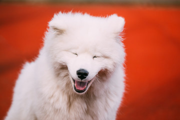 Close Up Of Happy Smiling Young White Samoyed Dog