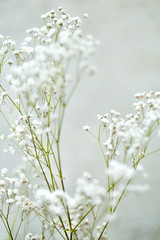 Background with tiny white flowers (gypsophila paniculata), blurred, selective focus