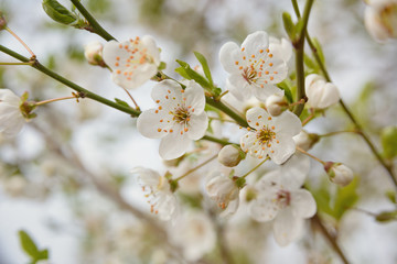 spring blooming tree background, white spring flowers