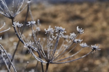 frozen plants - dead plants in small crystals of ice, open aperture with soft bokeh, nature
