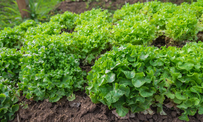 Green fresh salad leave green oak in the row of Organic farm
