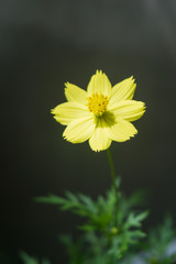 Beautiful yellow cosmos flower
