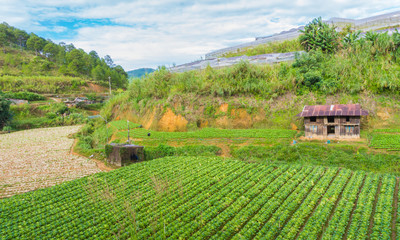 Fototapeta na wymiar The vegetables field and wood house in the valley 