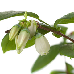 Blueberry fruit blooming