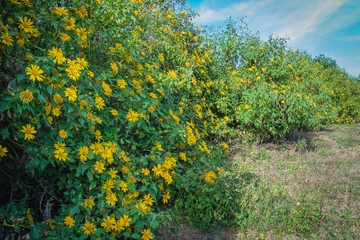 View of Tithonia diversifolia field
