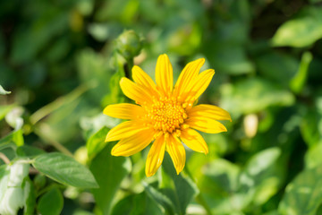 Tithonia diversifolia flower isolated
