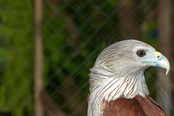 Close up hawk - portrait of Red Hawk (Haliastur indus)