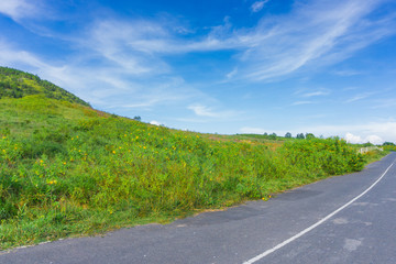The lonely road through the green field
