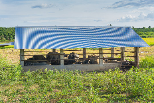 Buffalo house
