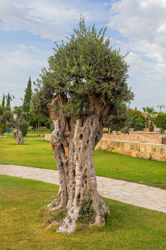 Olive tree in town park Kiti Larnaca Cyprus