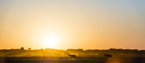 Africa Sunset Impala © THP Creative
