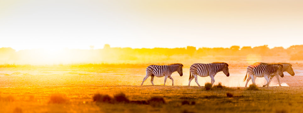 Fototapeta Africa sunset landscape with silhouetted Zebra in the dust of Botswana, Africa