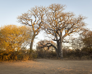 Africa Trees