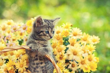 Little kitten in the garden with flowers on background - obrazy, fototapety, plakaty