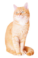 Cute red young cat isolated on white