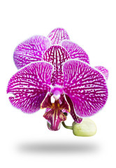 Fototapeta na wymiar Orchid Flower Pink Isolated