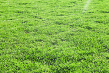 Naklejka na ściany i meble grass texture from a field