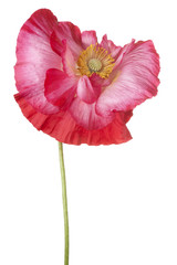 Fototapeta premium MAK