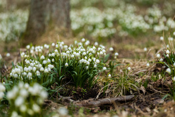 early spring snowflake flowers